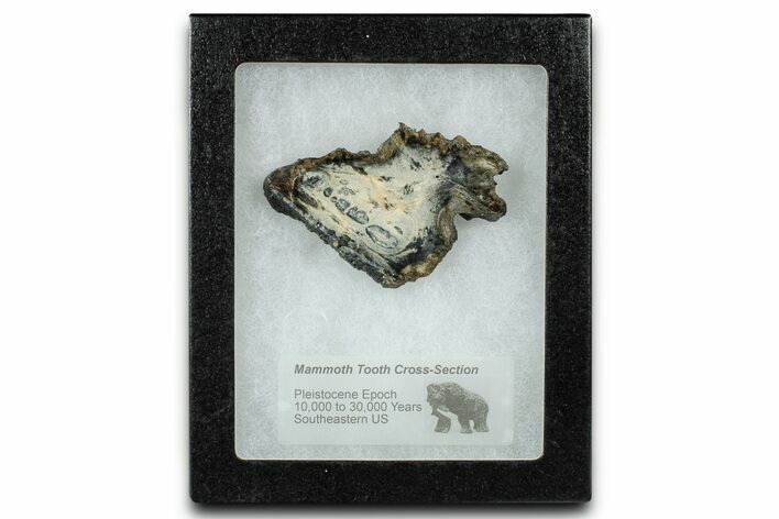Mammoth Molar Slice With Case - South Carolina #335077